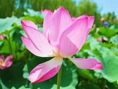 -莲花池公园