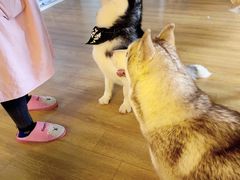 -Husky Go! 哈士奇体验馆·宠物咖啡厅狗咖