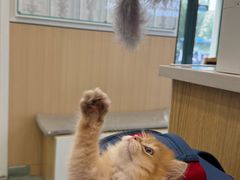 -瑞派·关忠动物医院·猫专科·犬专科(三环新城店)