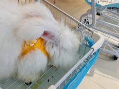 -怪兽屋·羊驼·猫咖·狗咖(俊华广场店)