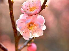-梅花山(明孝陵内)
