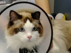 -关爱宠物医院·猫科中心·消化科(滨湖万达分院)