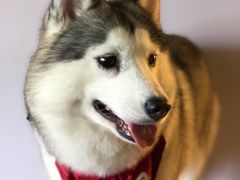 -Husky Go! 哈士奇体验馆·宠物咖啡厅狗咖