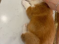 -共舞时光猫咖·狗咖(新街口店)