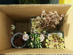 android_upload_pic-南农多肉大棚