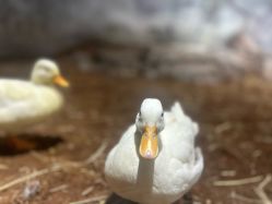 -Zoolung Zoolung动物主题公园(海信广场店)