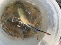 -DGE季风钓虾营地·团建·聚会