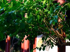 -九献私房菜(亮马河花园私宴店)