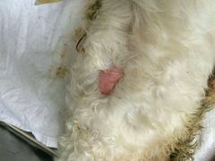 android_upload_pic-纳吉亚猫专科动物医院博雅分院