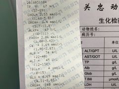 -瑞派·关忠动物医院·异宠专科·犬猫肿瘤·皮肤专科(望京店)