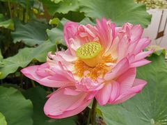 -陈家山荷花公园