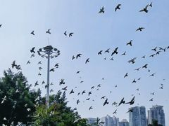 -白鹭洲公园
