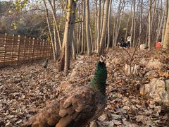 -北京麋鹿生态实验中心
