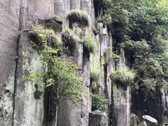 -望天鹅景区
