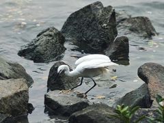 -深圳湾公园(南山区)