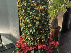 -汕头猛狮凯莱酒店点心坊
