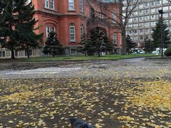 iphone_upload_pic-北海道厅旧本厅舍(旧本庁舎)