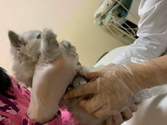 -瑞派宠物医院·24小时骨科·心脏·核磁(哈尔滨南岗店)