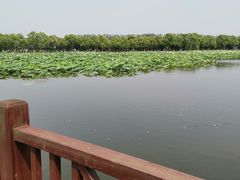 -荷塘月色湿地公园·向阳花洲