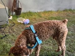 -J Create城市露营咖啡·简餐·宠物(上海动物园店)