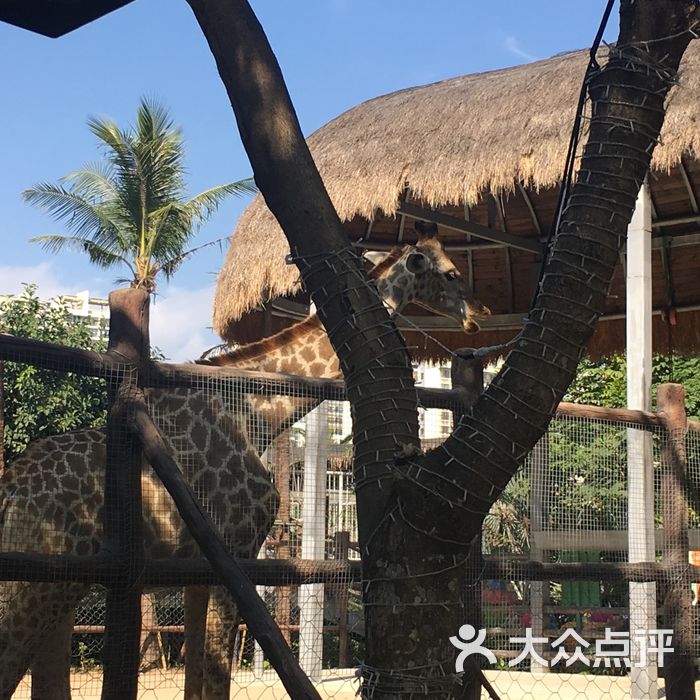 三亞彩色動物園