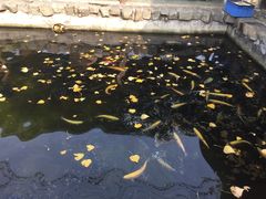 -京北渔家傲