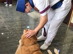 -宠爱国际动物医院· 猫科· 外科·中兽医(长白店)