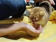 -逗柴咖啡屋·狗咖猫咖宠物桌游