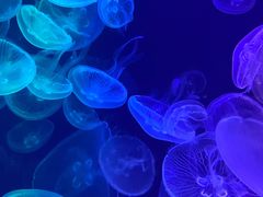 -烟台海昌鲸鲨海洋公园