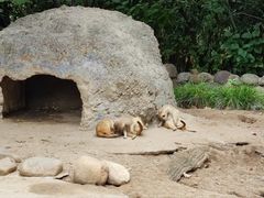 -上海野生动物园