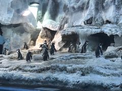 -帝企鹅自助餐厅•儿童岛•真企鹅(长隆企鹅酒店)