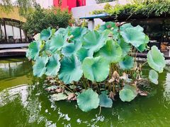 -稻香湖景欢乐岛温泉城堡