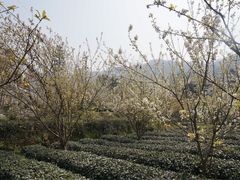 -樱桃山旅游景区