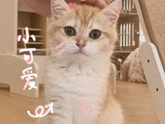 -猫域·湾主题猫咖·宠物吧(南坪城市广场店)