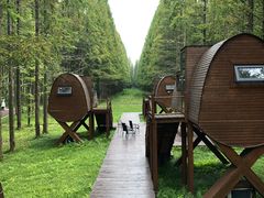 -黄海国家森林公园