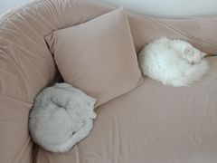 -怪兽屋·羊驼·猫咖·狗咖(俊华广场店)