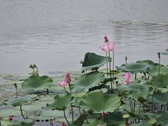 -澹台湖公园