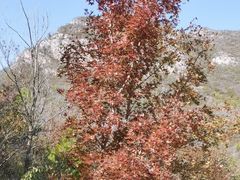 -白水寺森林公园