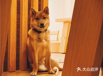 #萌宠新奇特之镇店神兽 视财如命的阿柴