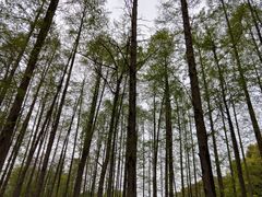 -上海共青森林公园