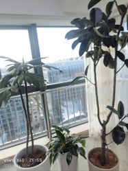 -HEYAN荷妍专业脱毛连锁机构