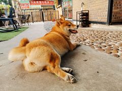 -柴犬高等学院·狗咖·柴犬售卖·宠物训练