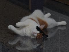 -纳吉亚猫专科动物医院博雅分院