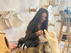 -楼上猫咖(罗湖店)