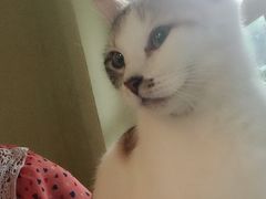 -猫色咖啡·猫咖