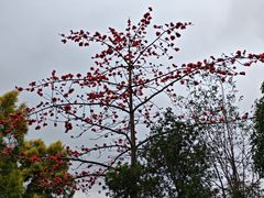 -广州神农草堂中医药博物馆