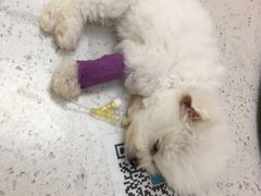 -美联众合动物医院·24h京西诊疗中心