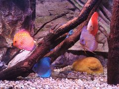 -上海海洋水族馆