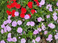 -庐山风景区花径公园