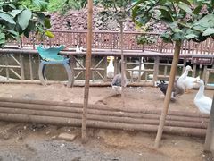 -呀路古热带植物园